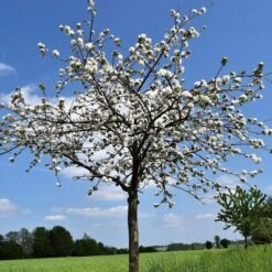 May Duke Cherry Tree 11 May Duke Cherry Tree -Plant Seeds Store cherry add 0dedd9cb d236 4998 8b21 9073d35160c1