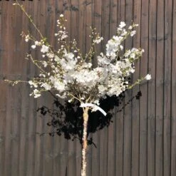 Plant Seeds Store 33 The Bride Cherry Blossom Tree | Prunus Incisa