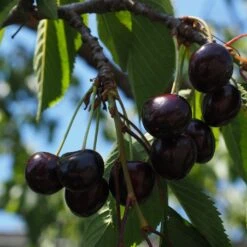 Kordia Cherry Tree 11 Kordia Cherry Tree -Plant Seeds Store cherrytree21 11
