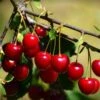 'Van' Cherry Tree -Plant Seeds Store cherrytree21 13 Copy