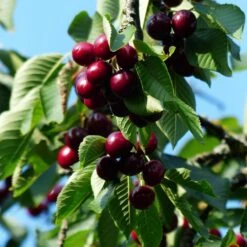 Sunburst Cherry Tree 16 Sunburst Cherry Tree -Plant Seeds Store cherrytree21 16