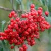 Cut Leaf Rowan Tree | Sorbus 'Chinese Lace' -Plant Seeds Store chineselace 1