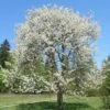Chocolate Ice' Cherry Blossom Tree | Prunus 'Matsumae-fuki' -Plant Seeds Store chocice 1