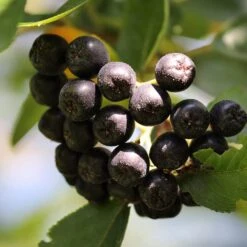 Unusual Berry Collection -Plant Seeds Store chokeberries