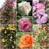 Repeat Flowering Climbing Rose Collection -Plant Seeds Store climbingroses 1