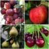 Complete Orchard Collection | Apple, Cherry, Pear, Plum Trees -Plant Seeds Store complete orchard