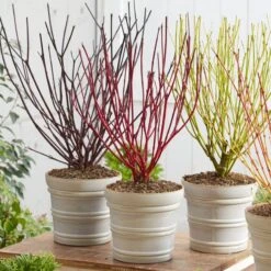 Best Value Cornus Collection | Winter Hedging 17 Best Value Cornus Collection | Winter Hedging -Plant Seeds Store cornuscollection 2