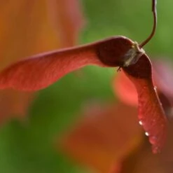 Purple-Leaved Norway Maple Tree | Acer Platanoides 'Crimson King' -Plant Seeds Store crimsonking 3
