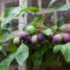 'Czar' Plum Tree 2 'Czar' Plum Tree -Plant Seeds Store czar 1