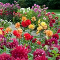 Premium Dahlia Plants Collection -Plant Seeds Store dahliacol 1