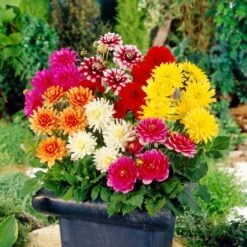 Premium Dahlia Plants Collection -Plant Seeds Store dahliacol 2