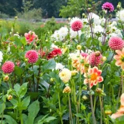 Premium Dahlia Plants Collection -Plant Seeds Store dahliacol 3