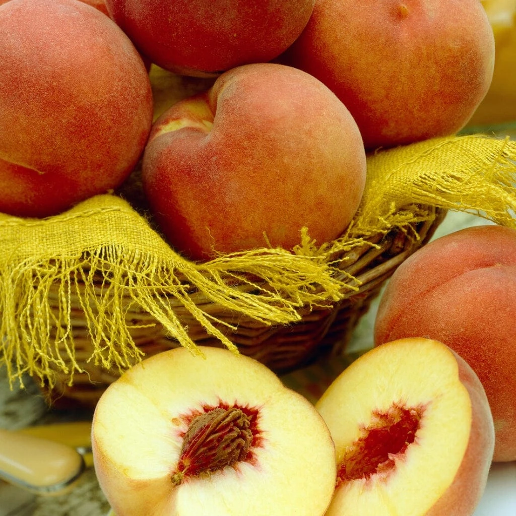 'Duke Of York' Peach Tree 4 'Duke Of York' Peach Tree - Image 2