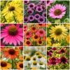 Ultimate Echinacea Collection 2 Ultimate Echinacea Collection -Plant Seeds Store echinaceacollection 1 b8bfb8da 79a0 4af7 b3c6 a74122684fa6