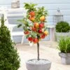 'Ecolette' Patio Apple Tree | 4.5L Pot 2 'Ecolette' Patio Apple Tree | 4.5L Pot -Plant Seeds Store ecolette1