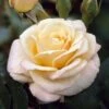 'Many Thanks' Groundcover Rose -Plant Seeds Store elbo02712 many thanks