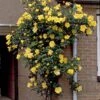 'Gardeners' Glory' Climbing Rose 2 'Gardeners' Glory' Climbing Rose -Plant Seeds Store elbo03964 gardeners glory