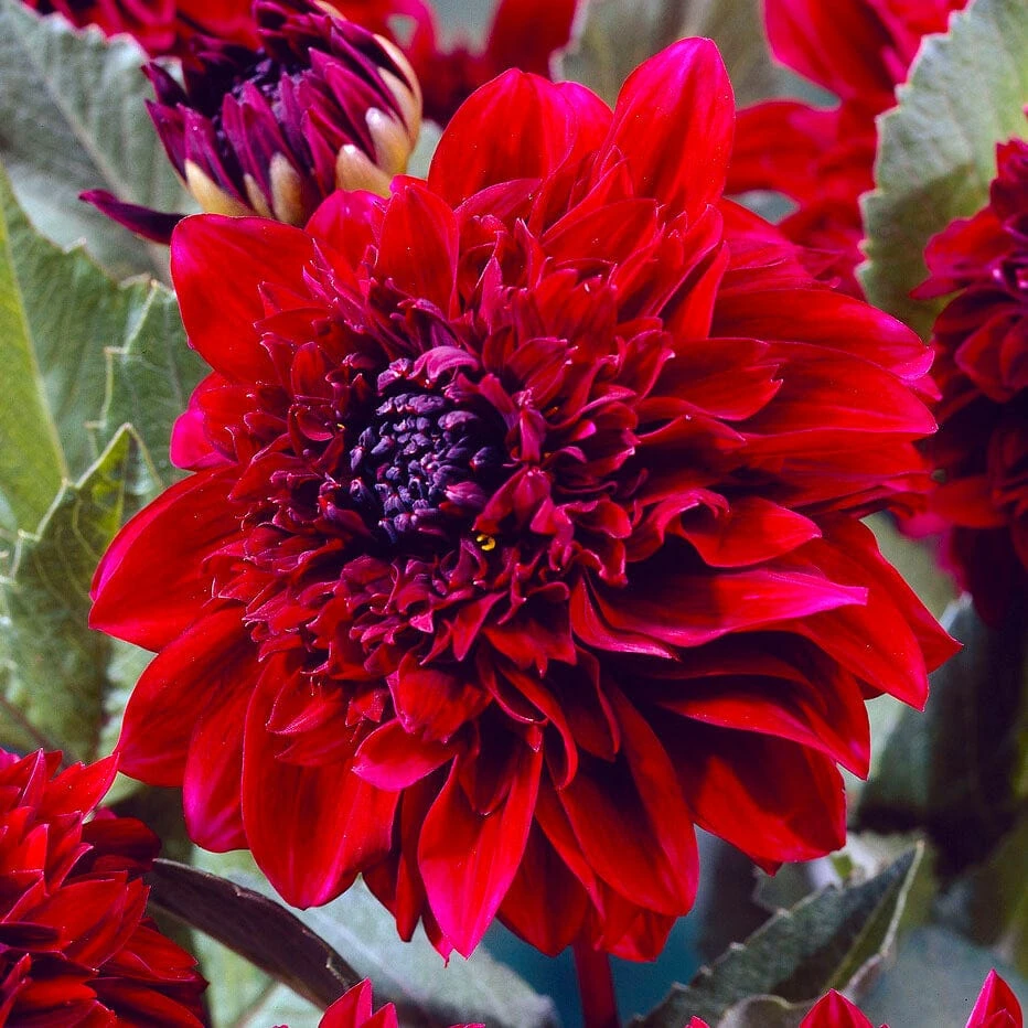 Dahlia Soulman 3 Dahlia Soulman