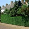 Fast Growing Evergreen Hedging Wildlife Mix | Growers' Choice -Plant Seeds Store elbo14556 hedging