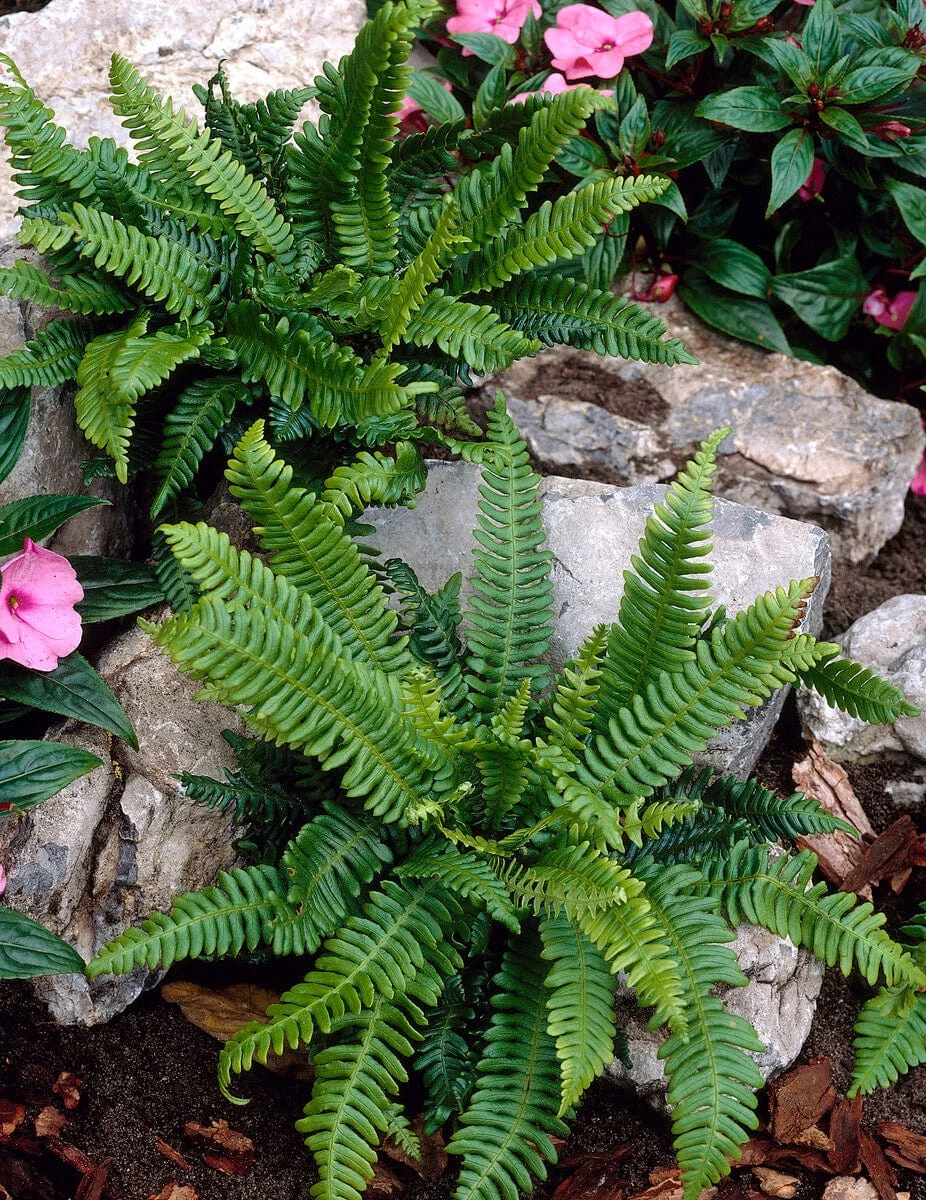 Hard Fern | Blechnum Spicant 3 Hard Fern | Blechnum Spicant