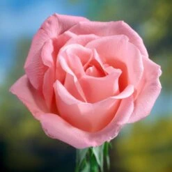 'Saphir' Shrub Rose -Plant Seeds Store elbo58827 saphir