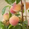 Avalon Pride Peach Tree 2 Avalon Pride Peach Tree -Plant Seeds Store elbo59874