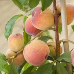 Avalon Pride Peach Tree