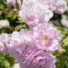 'Bonica' Shrub Rose -Plant Seeds Store elbo67629 bonica