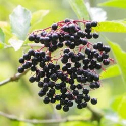Best Mixed Native Wildlife Hedging | Growers' Choice -Plant Seeds Store elderberry SHR0256 e670855f 782d 4eb9 96dc 812685d53493