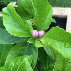 'Eureka' Patio Lemon Tree | 4 Seasons Lemon -Plant Seeds Store eurekabuds