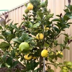 'Eureka' Patio Lemon Tree | 4 Seasons Lemon -Plant Seeds Store eurekalemon