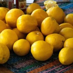 'Eureka' Patio Lemon Tree | 4 Seasons Lemon -Plant Seeds Store eurekalemons