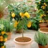 'Eureka' Patio Lemon Tree | 4 Seasons Lemon -Plant Seeds Store eurekapot