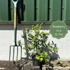 Goldtraube Blueberry Bush -Plant Seeds Store example blueberry 5520a38d 745c 483d ad03 3d74029dd453