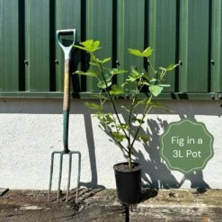 'Little Miss Figgy' Patio Fig Tree 11 'Little Miss Figgy' Patio Fig Tree -Plant Seeds Store example fig b13f0727 1547 42f6 8450 13cd3e252bff