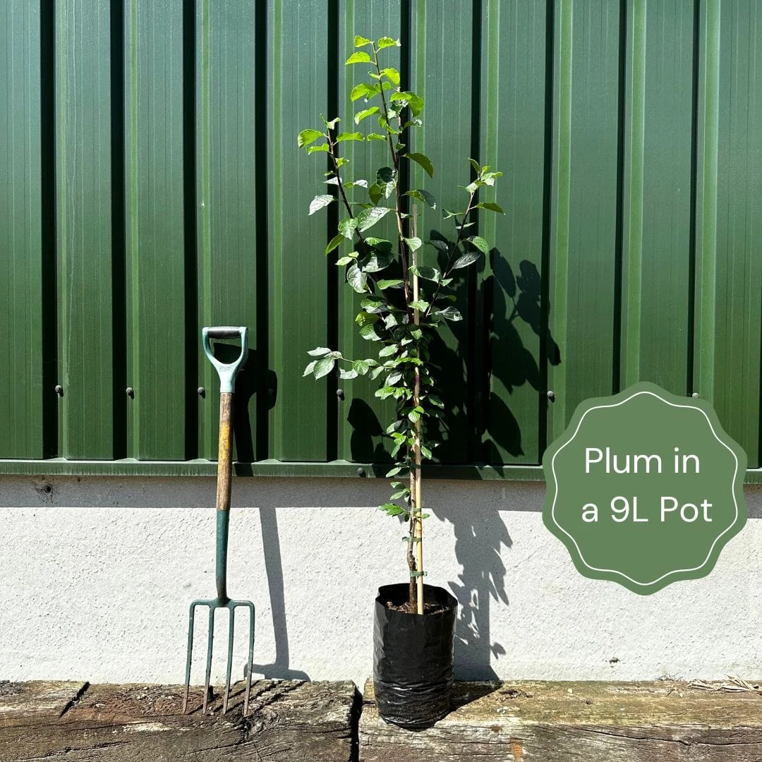 'Imperial Gage' Plum Tree 4 'Imperial Gage' Plum Tree - Image 2