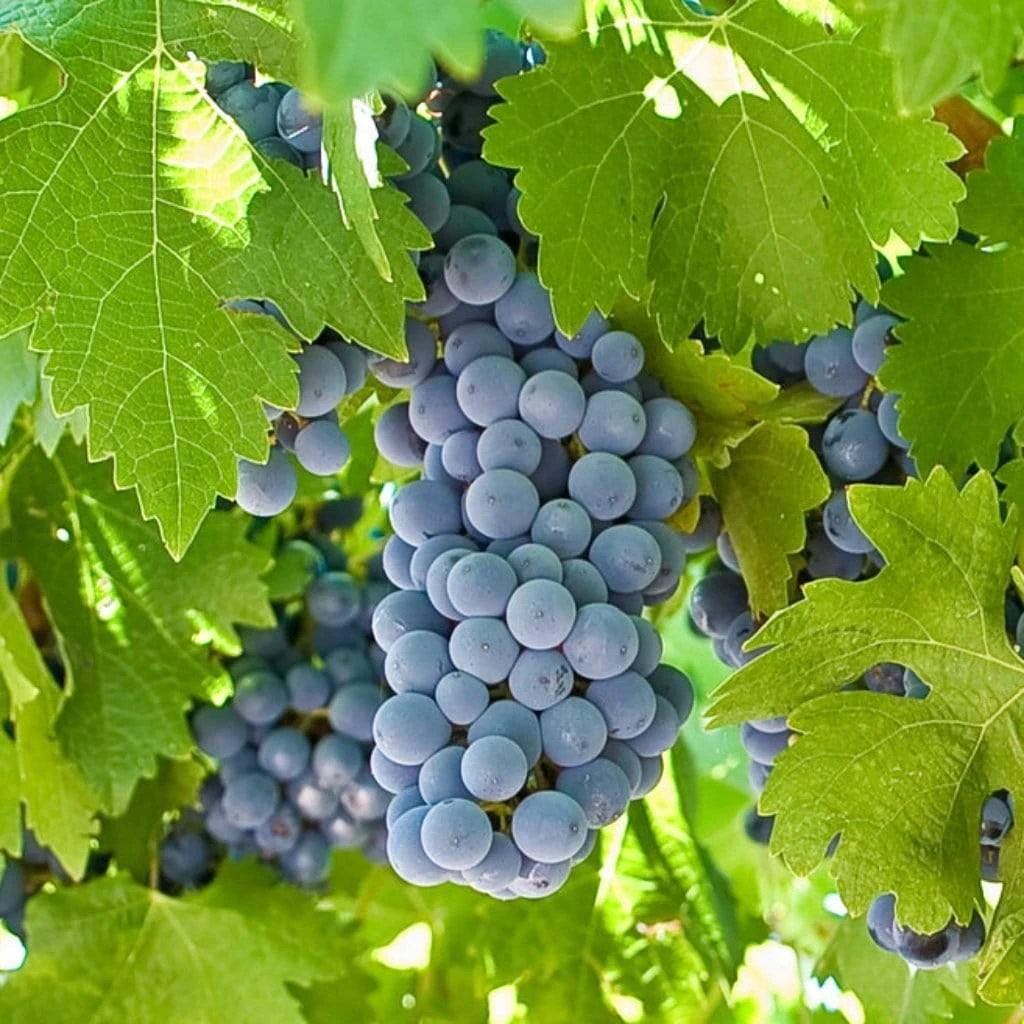 'Boskoop Glory' Seedless Outdoor Grape Vine 3 'Boskoop Glory' Seedless Outdoor Grape Vine