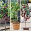 Award Winning Patio Fruit Tree Collection | Cherry, Pear & Plum | Growers' Choice -Plant Seeds Store fruit collection