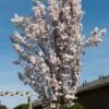 White Columnar Cherry Blossom Tree | Prunus 'Spire' -Plant Seeds Store gaar00399 spire