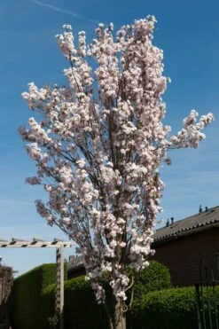 White Columnar Cherry Blossom Tree | Prunus 'Spire'
