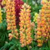 Lupin West Country Gladiator -Plant Seeds Store gladiator 1