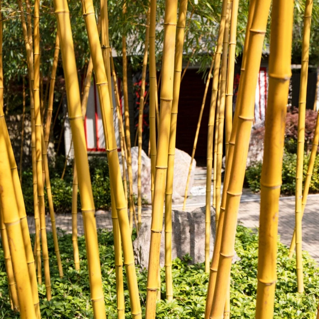 Golden Bamboo | Phyllostachys Aurea 4 Golden Bamboo | Phyllostachys Aurea - Image 2