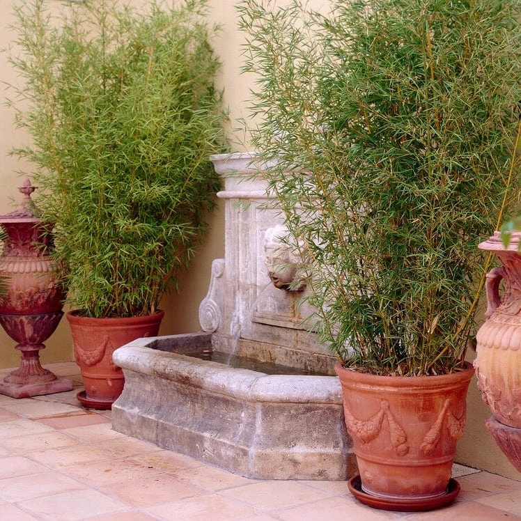 Golden Bamboo | Phyllostachys Aurea 7 Golden Bamboo | Phyllostachys Aurea - Image 5