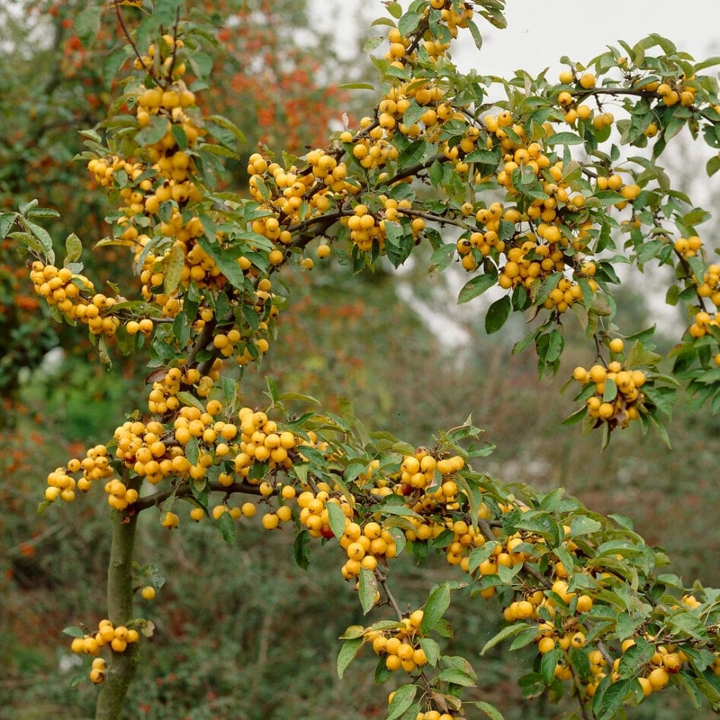 'Golden Hornet' Crabapple Tree 3 'Golden Hornet' Crabapple Tree