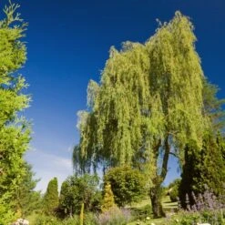 Golden Weeping Willow Tree | Salix Chrysocoma 18 Golden Weeping Willow Tree | Salix Chrysocoma -Plant Seeds Store goldenweeping1