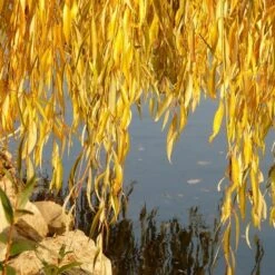 Golden Weeping Willow Tree | Salix Chrysocoma 16 Golden Weeping Willow Tree | Salix Chrysocoma -Plant Seeds Store goldenweepingautumn