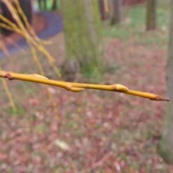 Golden Weeping Willow Tree | Salix Chrysocoma 17 Golden Weeping Willow Tree | Salix Chrysocoma -Plant Seeds Store goldenweepingbranch