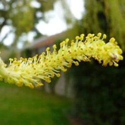 Golden Weeping Willow Tree | Salix Chrysocoma 14 Golden Weeping Willow Tree | Salix Chrysocoma -Plant Seeds Store goldenweepingcatkin