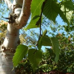 Himalayan Birch Tree | Betula Utilis Jacquemontii -Plant Seeds Store himalayancatkin