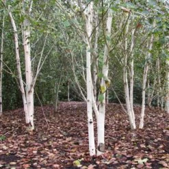Himalayan Birch Tree | Betula Utilis Jacquemontii -Plant Seeds Store himalayangroup